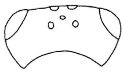 head, dorsal view