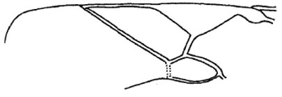 part of the fore wing