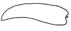 metasoma, lateral view