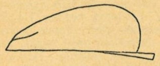 metasoma, lateral view