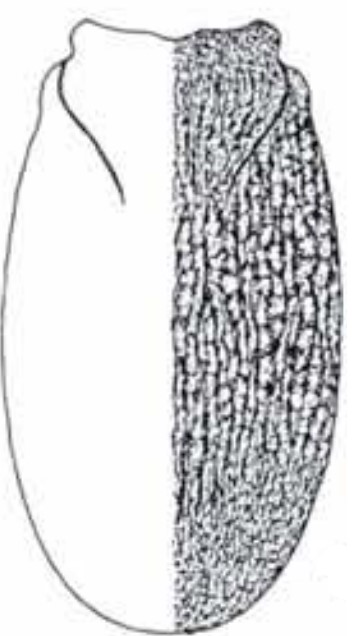 ♀ carapace in dorsal view with indication of its sculpture