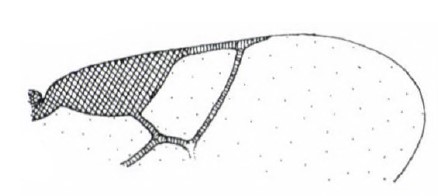 distal part of right fore wing