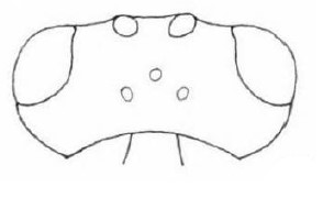 head in dorsal view