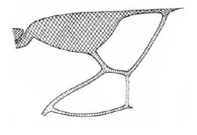 distal part of right fore wing
