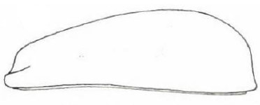 carapace in lateral view