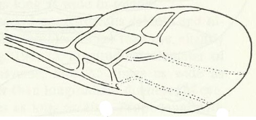 forewing