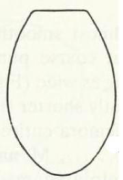 metasoma, dorsal view
