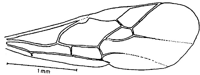 fore wing