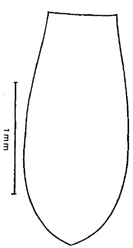 metasoma, dorsal view