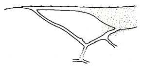 ♀ marginal cell of fore wing