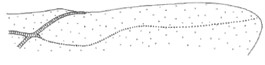 ♀ distal part of right hind wing
