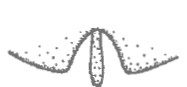 ♀ apical end of carapace with emargination