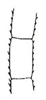 ♀ 16th antennal segment