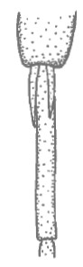 ♀ pair of spurs of hind tibia