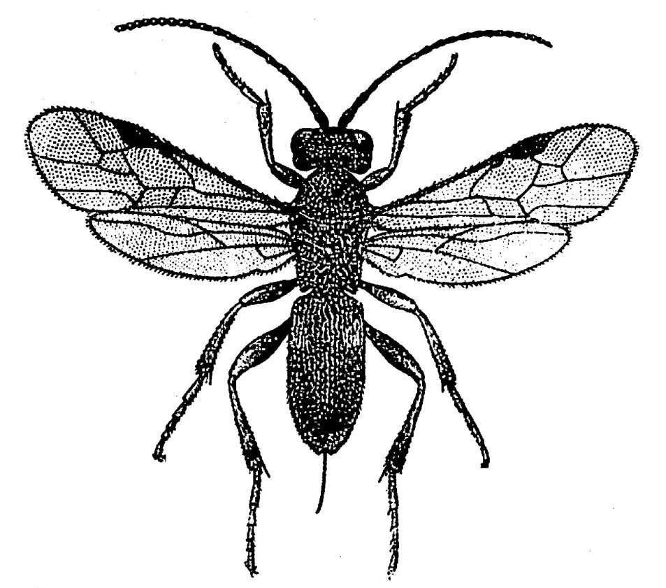 ♀ habitus