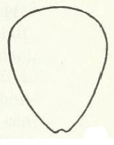 ♀ apex of metasoma, posterior view