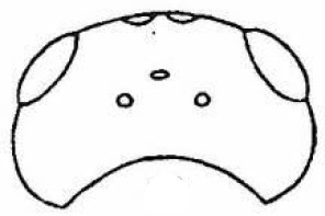 head, dorsal view