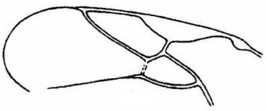 part of the front wing