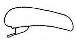 ♀ metasoma, lateral view
