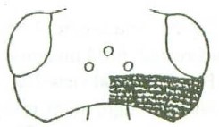 head in dorsal view
