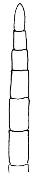 ♀ flagellomeres 9–14