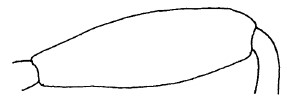 ♀♂ hind femur
