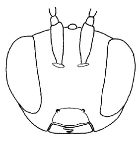 ♀♂ head in frontal view