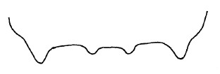♀♂  lateral pair of spinules on propodeum in dorsal view