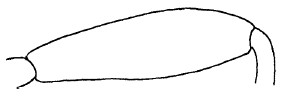 ♀ hind femur