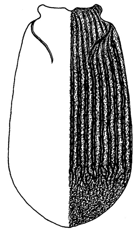 ♂ carapace in dorsal view with indication of its sculpture