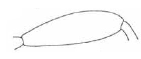 ♀ hind femur
