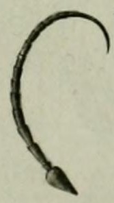 antenna