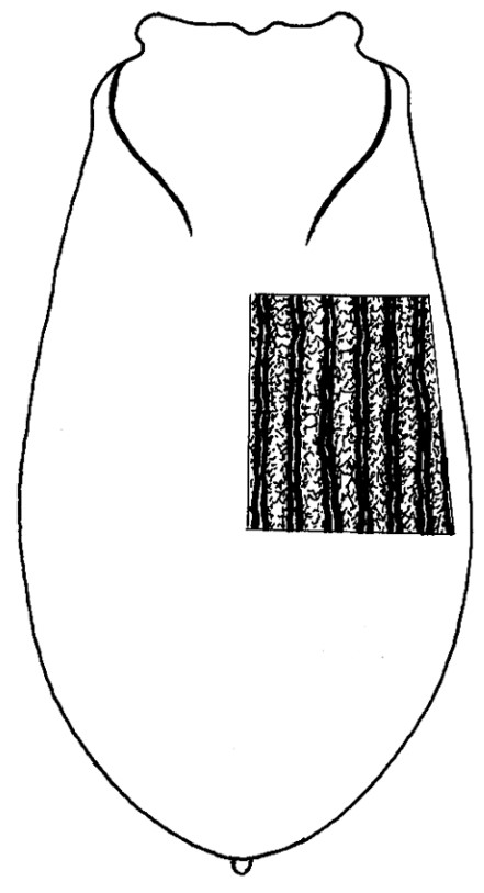 ♀ carapace in dorsal view with indication of its sculpture