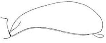♀ carapace in lateral view