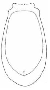 ♀ carapace in ventral view