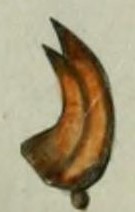 mandible