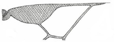 distal part of right fore wing (♀♂) [rimulosus]