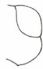right lateral part of head in dorsal view [rimulosus]