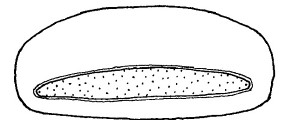 ♂ apical aperture