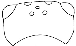 head in dorsal view