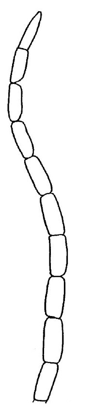 ♀ apical part of antenna