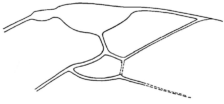 ♀ part of fore wing
