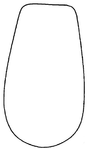 ♀ metasoma, dorsal view
