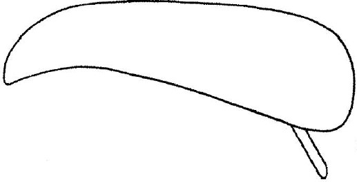 ♀ metasoma, lateral view