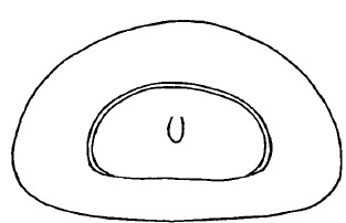 ♂ posterior end of carapace