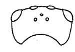 ♂ head in dorsal view