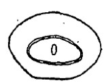 ♂ carapace, posterior end