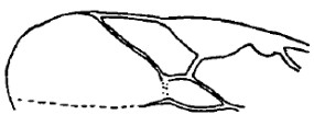 ♂ part of fore wing
