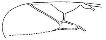 part of the fore wing