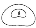 male metasoma, posterior view